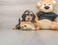 6 week old Mini Doxiedoodle Puppy For Sale - Pilesgrove Pups