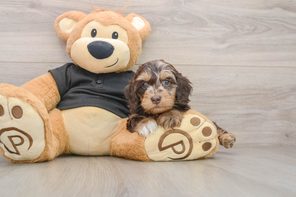Cute Mini Doxiedoodle Poodle Mix Pup