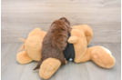Cute Mini Doxiedoodle Baby