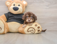 6 week old Mini Doxiedoodle Puppy For Sale - Pilesgrove Pups
