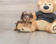 6 week old Mini Doxiedoodle Puppy For Sale - Pilesgrove Pups