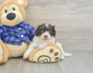 5 week old Mini Doxiedoodle Puppy For Sale - Pilesgrove Pups