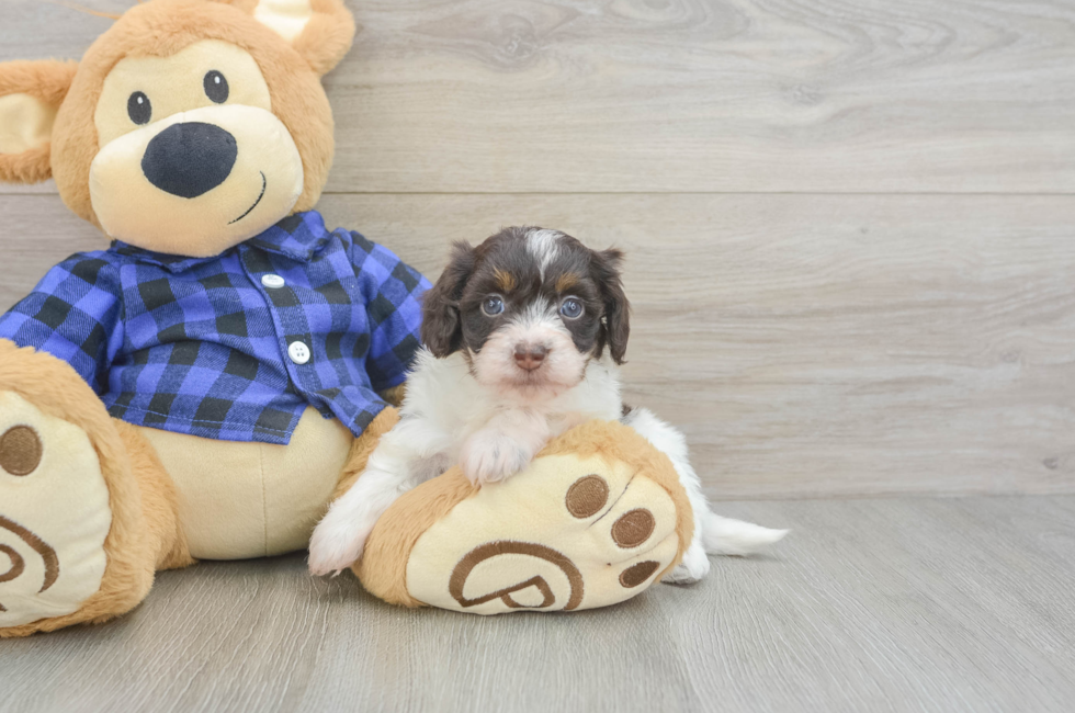 5 week old Mini Doxiedoodle Puppy For Sale - Pilesgrove Pups