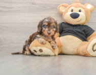 6 week old Mini Doxiedoodle Puppy For Sale - Pilesgrove Pups