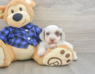5 week old Mini Doxiedoodle Puppy For Sale - Pilesgrove Pups