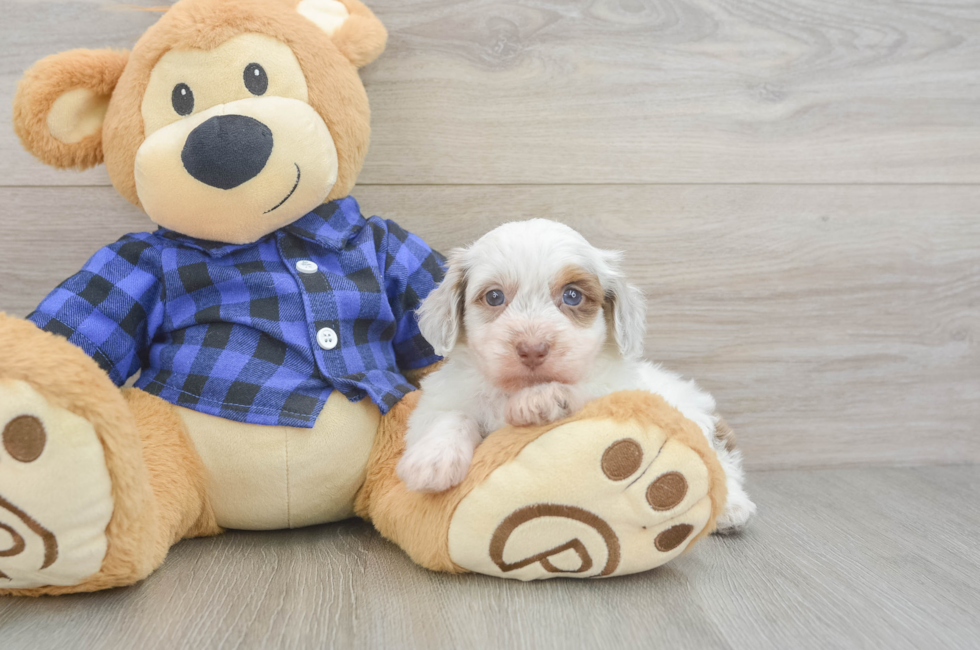 5 week old Mini Doxiedoodle Puppy For Sale - Pilesgrove Pups