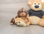 6 week old Mini Doxiedoodle Puppy For Sale - Pilesgrove Pups