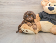 6 week old Mini Doxiedoodle Puppy For Sale - Pilesgrove Pups