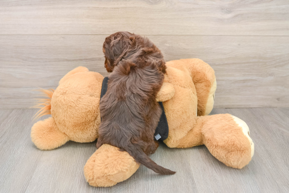 Mini Doxiedoodle Puppy for Adoption