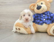 5 week old Mini Doxiedoodle Puppy For Sale - Pilesgrove Pups