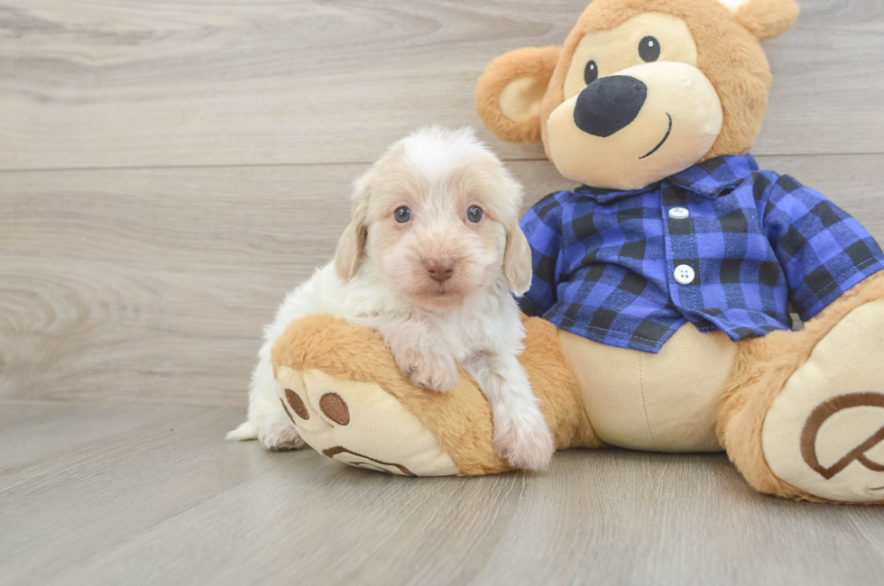 5 week old Mini Doxiedoodle Puppy For Sale - Pilesgrove Pups