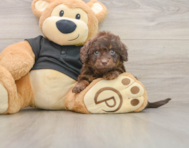 6 week old Mini Doxiedoodle Puppy For Sale - Pilesgrove Pups