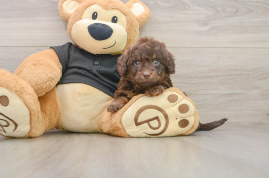 Mini Doxiedoodle Puppy for Adoption