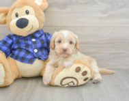 5 week old Mini Doxiedoodle Puppy For Sale - Pilesgrove Pups