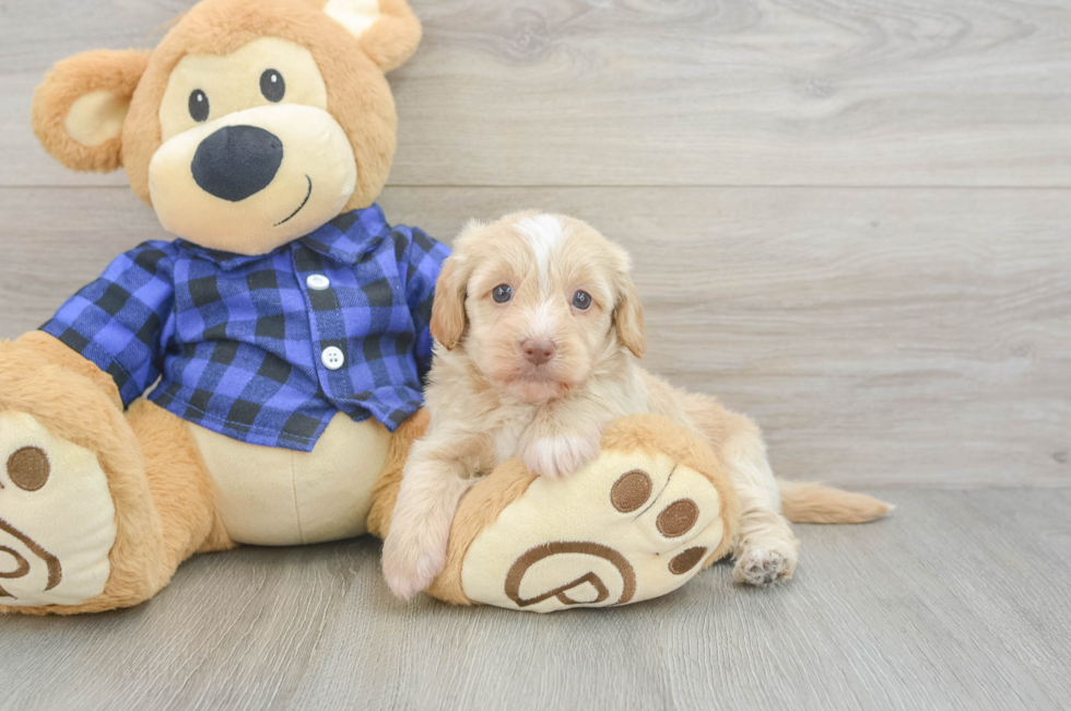 5 week old Mini Doxiedoodle Puppy For Sale - Pilesgrove Pups