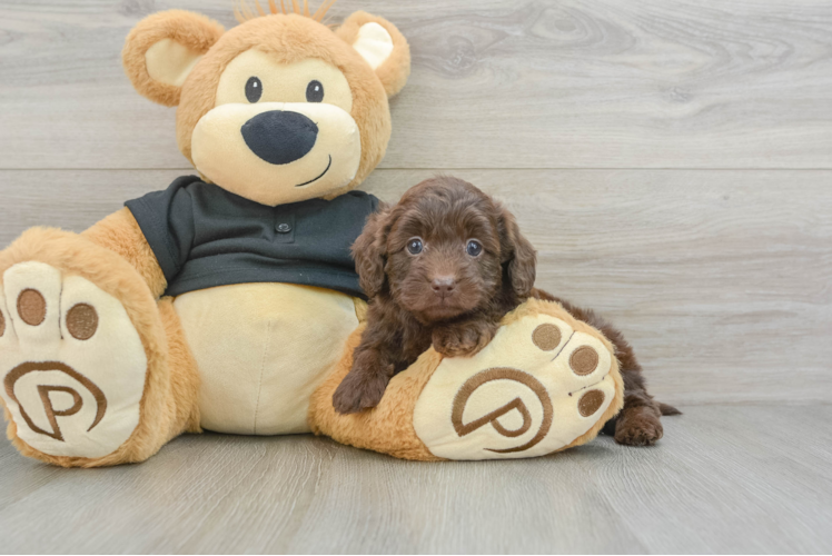 Cute Doxiepoo Poodle Mix Puppy
