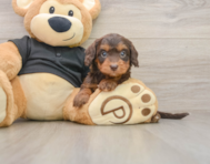 7 week old Mini Doxiedoodle Puppy For Sale - Pilesgrove Pups
