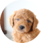 Mini Goldendoodle Puppy For Sale - Pilesgrove Pups Mini Goldendoodle Puppy For Sale - Pilesgrove Pups