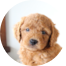 Mini Goldendoodle Puppies For Sale - Pilesgrove Pups Mini Goldendoodle Puppies For Sale - Pilesgrove Pups