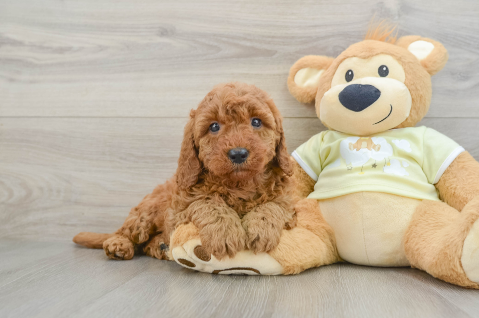 7 week old Mini Goldendoodle Puppy For Sale - Pilesgrove Pups