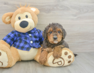 8 week old Mini Goldendoodle Puppy For Sale - Pilesgrove Pups