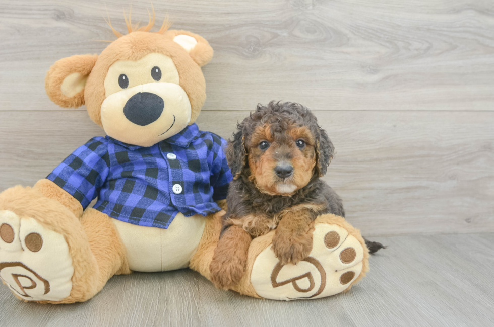 5 week old Mini Goldendoodle Puppy For Sale - Pilesgrove Pups