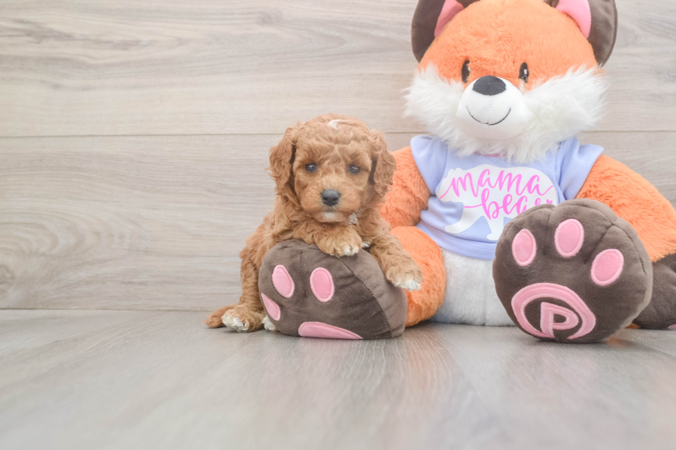 Meet Adora - our Mini Goldendoodle Puppy Photo  1/3 - Pilesgrove Pups Playful Mini Groodle Poodle Mix Puppy