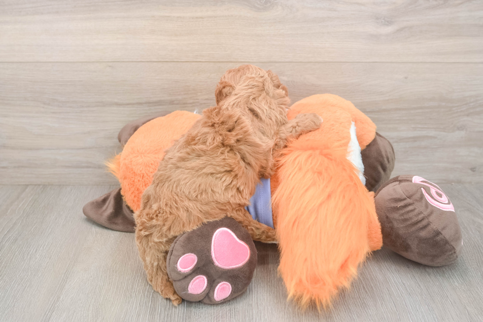 Meet Adora - our Mini Goldendoodle Puppy Photo  3/3 - Pilesgrove Pups Small Mini Goldendoodle Baby