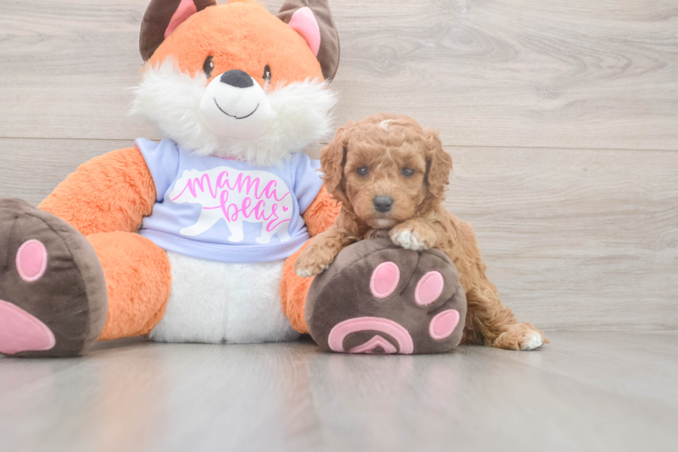 Meet Adora - our Mini Goldendoodle Puppy Photo  2/3 - Pilesgrove Pups Mini Goldendoodle Puppy for Adoption