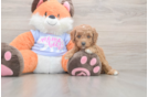 Meet Adora - our Mini Goldendoodle Puppy Photo  2/3 - Pilesgrove Pups Mini Goldendoodle Puppy for Adoption
