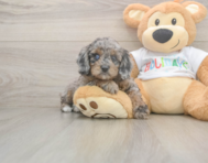 6 week old Mini Goldendoodle Puppy For Sale - Pilesgrove Pups