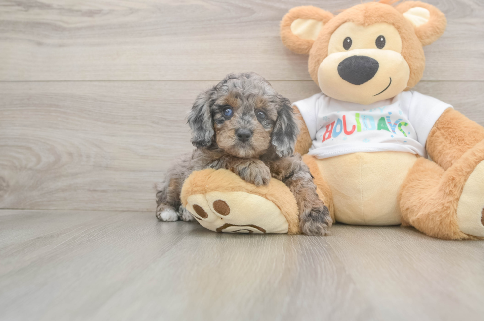 5 week old Mini Goldendoodle Puppy For Sale - Pilesgrove Pups