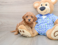 8 week old Mini Goldendoodle Puppy For Sale - Pilesgrove Pups