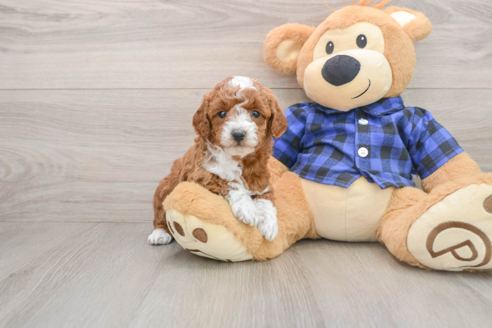 Mini Goldendoodle Pup Being Cute