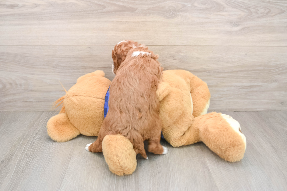 Mini Goldendoodle Pup Being Cute