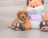 5 week old Mini Goldendoodle Puppy For Sale - Pilesgrove Pups