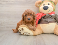 6 week old Mini Goldendoodle Puppy For Sale - Pilesgrove Pups