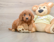 5 week old Mini Goldendoodle Puppy For Sale - Pilesgrove Pups