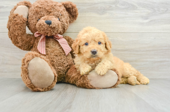 Smart Mini Goldendoodle Poodle Mix Pup