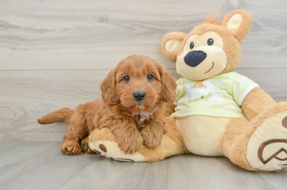 7 week old Mini Goldendoodle Puppy For Sale - Pilesgrove Pups