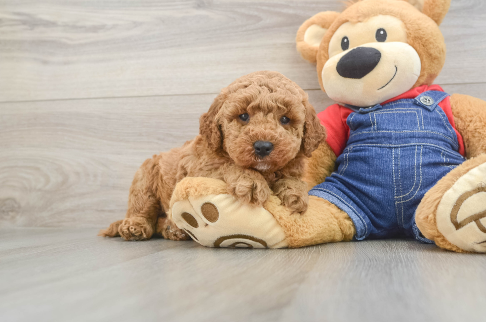 5 week old Mini Goldendoodle Puppy For Sale - Pilesgrove Pups