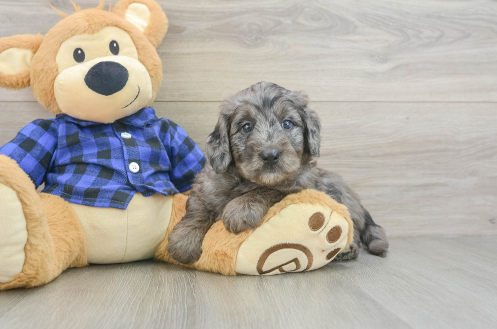 5 week old Mini Goldendoodle Puppy For Sale - Pilesgrove Pups
