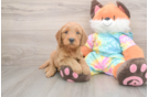 Sweet Mini Goldendoodle Baby