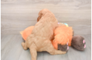 Mini Goldendoodle Pup Being Cute
