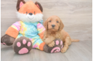 Best Mini Goldendoodle Baby