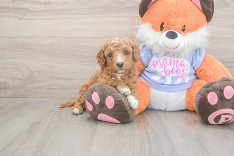 Mini Goldendoodle Puppy for Adoption