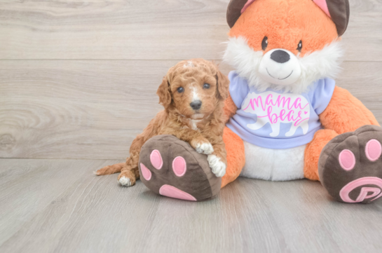 Mini Goldendoodle Puppy for Adoption