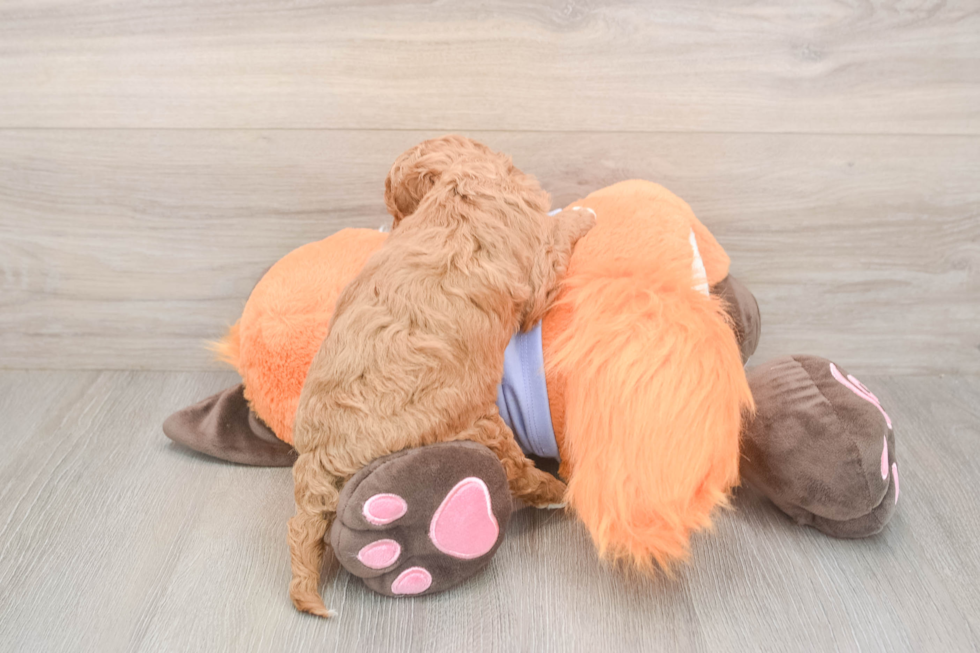 Mini Goldendoodle Puppy for Adoption