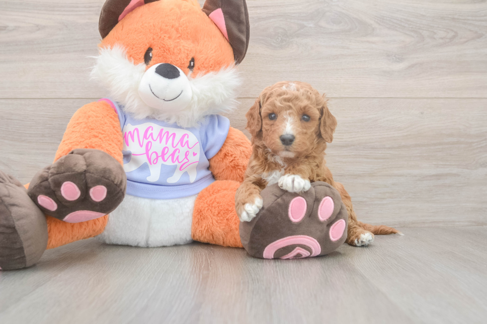 Mini Goldendoodle Puppy for Adoption