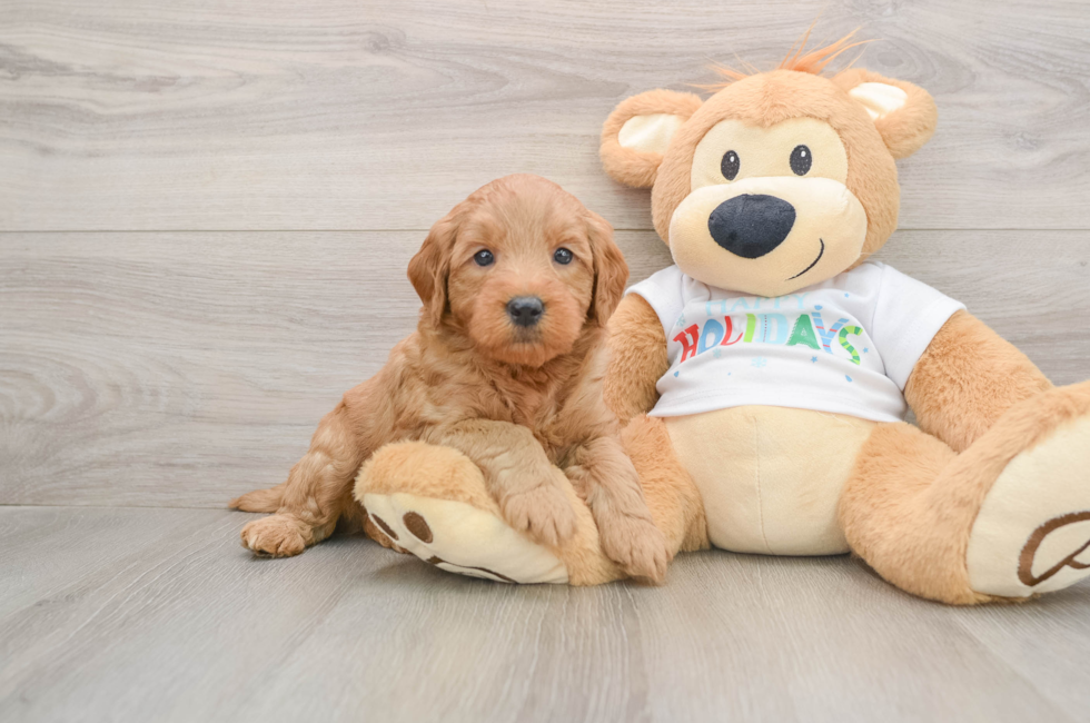 5 week old Mini Goldendoodle Puppy For Sale - Pilesgrove Pups